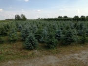 jodły , iglaki do ogrodu klasy premium 