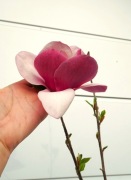 MAGNOLIA SWEET ROSE * DUŻY OKAZ * CUDO