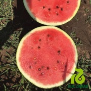 Nasiona arbuza Huelva F1 