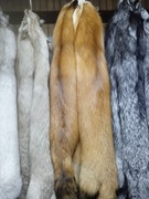 Skóry wyprawione z lisów