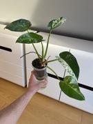 Philodendron Giganteum Variegata