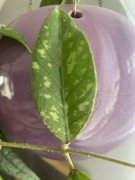 Hoya aceh long leaves