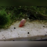 Zatoczek różowy - ślimak akwariowy