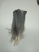 Pióra srebrne naturalne bażanta migdałowego 19-20 cm naturalne 5 sztuk