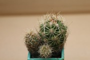Kaktus Thelocactus leucacanthus ssp. schmollii