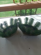 stroiki na groby zalane cementem