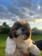 Szczeniak pies shih-tzu