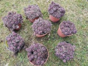 Rojniki pięknie rozrośnięte.