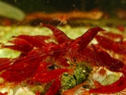 Krewetki Neocaridina BLOOD MARRY OE - pomarańczowe oczy.