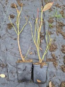 Borówka Amerykańska Patriot Wysyłka w paczce 48szt