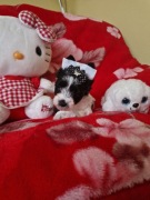 Biewer Black Yorkshire Terrier chłopaki 