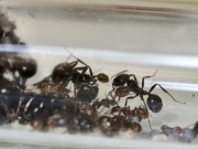 Messor barbarus królowa+60-80 robotnic