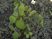 Dżefersonia dwulistna Jeffersonia diphylla/ jeffersonia dubia10 nasion