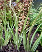 Eriocaulon lineare UNIKAT– Sadzonka z hodowli podwodnej ok 5 cm