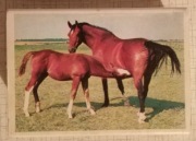 Zapałki niemieckie - 1 op.-240 zapałek - etykieta zapałczana kolekcjonerska