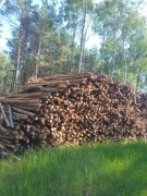 Sprzedam DREWNO opałowe kuj-pom