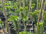 Araukaria chilijska - Araucaria araucana