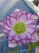 Ciemiernik Helleborus 'Peppermint Ice' 24