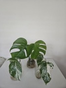 Monstera variegata pędówka młoda pięknie wybarwiona