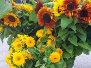 Słonecznik ozdobny kwiat