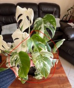 Monstera Variegata Deliciosa - 3 liście SZCZYT 