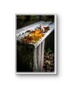 Jesień - obraz/plakat 