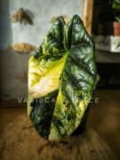 Alocasia Sinuata Aurea variegata bulwa variegata alokazja