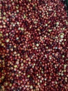 Żurawina bagienna czysta. Cena 35 zł za kg.