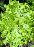 Sałata Kędzierzawa nasiona kolekcjonerskie 