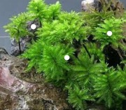 Mam go tylko ja Mech Climacium japonicum - podwodny, dorosłu