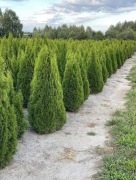Tuja Szmaragd TUJE 190 - 200 cm Producent Dostawa