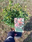 Kiścien wawrzykowy - krzew Curly Red