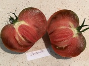 Pomidor Polaris kolekcjonerskie nasiona