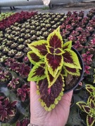 Koleus - Coleus Main Street Alligator Alley