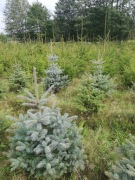 Świerki na żywopłoty