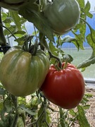 Czerwone Serce Rosyjskie pomidor nasiona