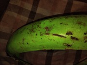 Przedni błotnik romet ogar 