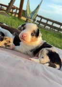 Szczeniak Border Collie