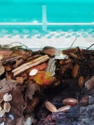Porcellio laevis „Orange” – isopody, które robią robotę! 10 szt.