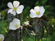 Stopowiec himalajski - do cienia