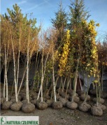 Drzewa duże pierśnice 14cm Klon  Brzoza Platan Buk Jarzębina Śląsk