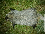 PROMOCJA smalec z BIESZCZADZKIEGO BORSUKA 