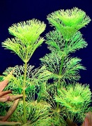 Limnophila aquatica – Sadzonka ok 10 cm, hodowla podwodna