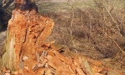 Drewno próchno spróchniałe do podkurzacza dymiarki dymienie uli pszczół 5kg