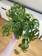 Monstera adansonii Aurea