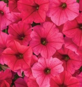 Vista supertunia bubblegum, paradise, silverberry