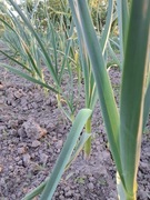 Czosnek młody do kiszonych ;)