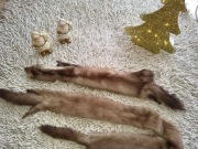 Szalik/etola z nutrii oraz z norek