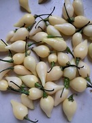 Nasiona papryka chili Capsicum Chinense Chupetinho White