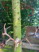 4x Poroże z czaszką jelenia + 1x Łoś TROFEA